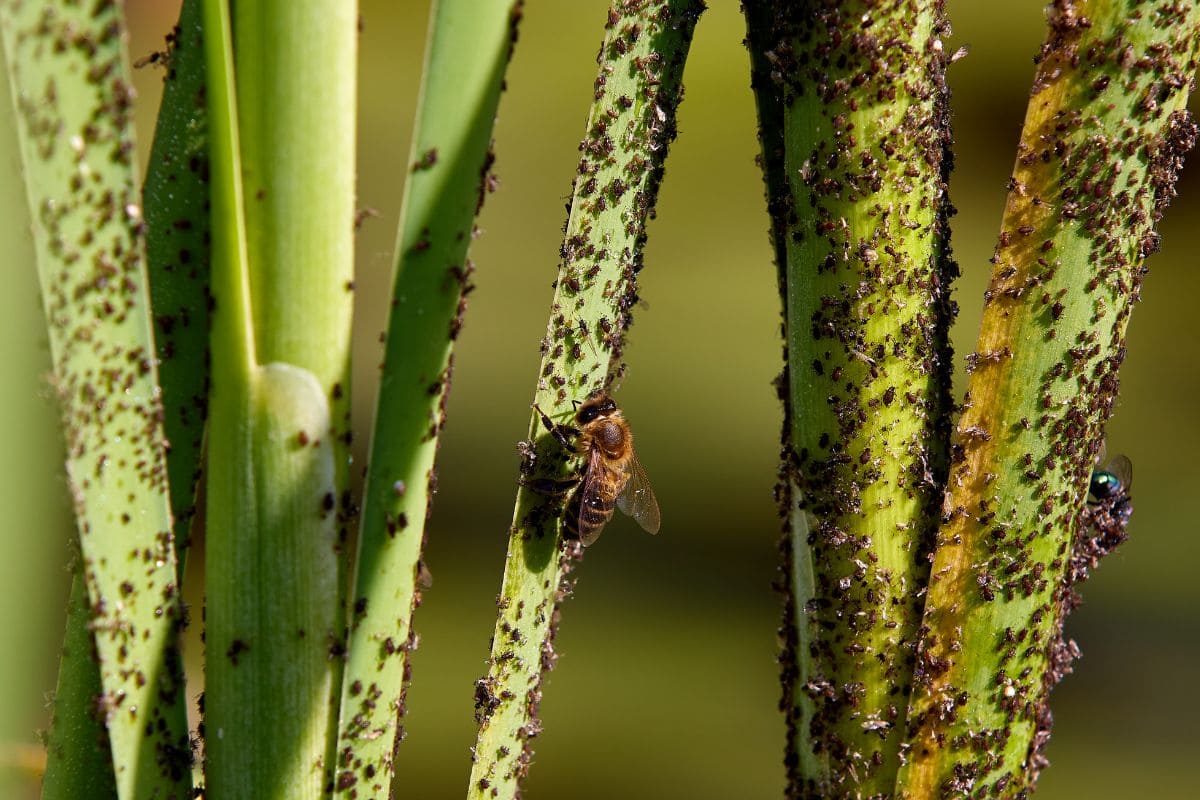 Principais Pragas para Plantas - Quais São e Como Evitá-las